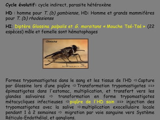 Cycle évolutif: cycle indirect, parasite hétéroxène
HD : homme pour T. (b) gambiense, HD: Homme et grands mammifères
pour T. (b) rhodesiense
HI: Diptère Glossina palpalis et G. morsitans « Mouche Tsé-Tsé » (22
espèces) mâle et femelle sont hématophages




Formes trypomastigotes dans le sang et les tissus de l’HD Capture
par Glossine lors d’une piqûre Transformation trypomastigotes ==>
épimastigotes dans l'estomac, multiplication, et transfert vers les
glandes salivaires  transformation en forme trypomastigotes
métacycliques infectieuses piqûre de l'HD sain ==> injection des
trypomastigotes avec la salive multiplication exocellulaire locale
pendant 1 à 2 semaines  migration par voie sanguine vers Système
Réticulo-Endothélial, et ganglions.
 