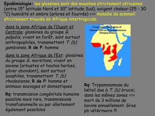 Epidémiologie: les glossines sont des mouches strictement africaines
(entre 15° latitude Nord et 30° latitude Sud), exigent chaleur (25 - 30
°C) humidité et ombre (arbres et fourrés) ==> maladie du sommeil
strictement trouvée en Afrique intertropicale
dans la zone Afrique de l’Ouest et
Centrale: glossines du groupe G.
palpalis, vivent en forêt, sont surtout
anthropophiles, transmettent T. (b)
gambiense, R de P: homme
dans la zone Afrique de l’Est: glossines
du groupe G. morsitans, vivent en
savane (arbustes et hautes herbes,
gibier abondant), sont surtout
zoophiles, transmettent T. (b)
rhodesiense, R de P: homme et
animaux sauvages et domestiques          Rq: Trypanosomose du
                                         bétail due à T. (b) brucei,
Rq: transmission congénitale humaine dans les mêmes zones ==>
possible mais rare, transmissions        mort de 3 millions de
transfusionnelle ou par allaitement      bovins annuellement. Gros
également possibles                      pb vétérinaire !!!
 