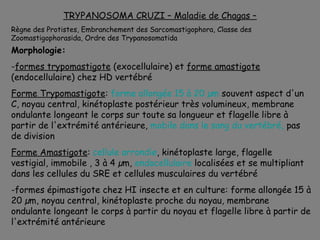 TRYPANOSOMA CRUZI – Maladie de Chagas –
Règne des Protistes, Embranchement des Sarcomastigophora, Classe des
Zoomastigophorasida, Ordre des Trypanosomatida
Morphologie:
-formes trypomastigote (exocellulaire) et forme amastigote
(endocellulaire) chez HD vertébré
Forme Trypomastigote: forme allongée 15 à 20 µm souvent aspect d'un
C, noyau central, kinétoplaste postérieur très volumineux, membrane
ondulante longeant le corps sur toute sa longueur et flagelle libre à
partir de l'extrémité antérieure, mobile dans le sang du vertébré, pas
de division
Forme Amastigote: cellule arrondie, kinétoplaste large, flagelle
vestigial, immobile , 3 à 4 µm, endocellulaire localisées et se multipliant
dans les cellules du SRE et cellules musculaires du vertébré
-formes épimastigote chez HI insecte et en culture: forme allongée 15 à
20 µm, noyau central, kinétoplaste proche du noyau, membrane
ondulante longeant le corps à partir du noyau et flagelle libre à partir de
l'extrémité antérieure
 