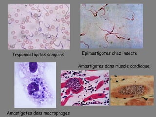 Trypomastigotes sanguins      Epimastigotes chez insecte


                               Amastigotes dans muscle cardiaque




Amastigotes dans macrophages
 