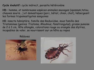 Cycle évolutif: cycle indirect, parasite hétéroxène
HD : homme, et nombreuses espèces animales sauvages (opossum,tatou,
chauves souris….) et domestiques (porc, bétail, chien, chat), hébergeant
les formes trypomastigotes sanguines
HI: insecte hémiptère, famille des Reduviidae, sous famille des
Triatominae (genres Triatoma, Rhodnius, Panstrongylus), grosse punaise
de 2 à 3 cm, tête allongée, colorations rouge ou orangée des élytres,
incapables de voler, se nourrissent sur un hôte au repos

              Réduves
 