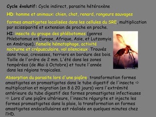 Cycle évolutif: Cycle indirect, parasite hétéroxène
HD: homme et animaux: chien, chat, renard, rongeurs sauvages
formes amastigotes localisées dans les cellules du SRE, multiplication
par scissiparité et extension de proche en proche.
HI: insecte du groupe des phlébotomes (genres
Phlebotomus en Europe, Afrique, Asie, et Lutzomyia
en Amérique), femelle hématophage, activité
nocturne et crépusculaire, vol silencieux. Trouvés
dans trous, crevasses, terriers en bordure des bois.
Taille de l'ordre de 2 mm. L'été dans les zones
tempérées (de Mai à Octobre) et toute l'année
dans les régions tropicales.
Absorption du parasite lors d'une piqûre, transformation formes
amastigotes en promastigotes dans le tube digestif de l'insecte 
multiplication et migration (en 8 à 20 jours) vers l'extrémité
antérieure du tube digestif des formes promastigotes infectieuses
 Lors d'une piqûre ultérieure, l'insecte régurgite et injecte les
formes promastigotes dans la plaie, la transformation en formes
amastigotes endocellulaires est réalisée en quelques minutes chez
l’HD.
 