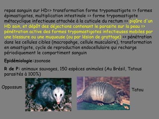 repas sanguin sur HD=> transformation forme trypomastigote => formes
 épimastigotes, multiplication intestinale => forme trypomastigote
 métacyclique infectieuse attachée à la cuticule du rectum => piqûre d'un
 HD sain, et dépôt des déjections contenant le parasite sur la peau =>
 pénétration active des formes trypomastigotes infectieuses mobiles par
 une blessure ou une muqueuse (ou par lésion de grattage) => pénétration
 dans les cellules cibles (macropahge, cellule musculaire), transformation
 en amastigote, cycle de reproduction endocellulaire qui recharge
 périodiquement le compartiment sanguin
 Epidémiologie:zoonose
 R de P: animaux sauvages, 150 espèces animales (Au Brésil, Tatous
 parasités à 100%)

Oppossum
                                                               Tatou
 
