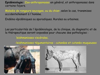 Epidémiologie: Zoo-anthroponoses en général, et anthroponoses dans
certains foyers.
Maladie de rongeurs sauvages, ou du chien, selon le cas, transmises
accidentellement à l'homme.
Endémo-épidémiques ou sporadiques. Rurales ou urbaines.


Les particularités de l'épidémiologie, de la clinique, du diagnostic et de
la thérapeutique seront exposées pour chacune des pathologies :
        -leishmanioses viscérales,
        -leishmanioses tégumentaires : cutanées et cutanéo-muqueuses
 