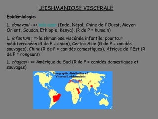 LEISHMANIOSE VISCERALE
Epidémiologie:
L. donovani : => kala azar (Inde, Népal, Chine de l'Ouest, Moyen
Orient, Soudan, Ethiopie, Kenya), (R de P = humain)
L. infantum : => leishmaniose viscérale infantile: pourtour
méditerranéen (R de P = chien), Centre Asie (R de P = canidés
sauvages), Chine (R de P = canidés domestiques), Afrique de l'Est (R
de P = rongeurs)
L. chagasi : => Amérique du Sud (R de P = canidés domestiques et
sauvages)
 