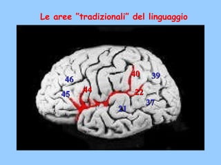 4040 3939
2222
3737
2121
4545
4646
4444
Le aree ”tradizionali” del linguaggio
 