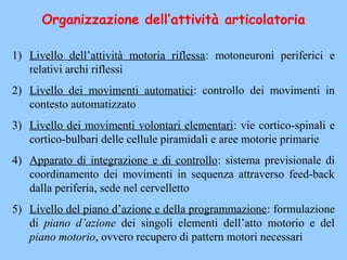 Organizzazione dell’attività articolatoria
1) Livello dell’attività motoria riflessa: motoneuroni periferici e
relativi archi riflessi
2) Livello dei movimenti automatici: controllo dei movimenti in
contesto automatizzato
3) Livello dei movimenti volontari elementari: vie cortico-spinali e
cortico-bulbari delle cellule piramidali e aree motorie primarie
4) Apparato di integrazione e di controllo: sistema previsionale di
coordinamento dei movimenti in sequenza attraverso feed-back
dalla periferia, sede nel cervelletto
5) Livello del piano d’azione e della programmazione: formulazione
di piano d’azione dei singoli elementi dell’atto motorio e del
piano motorio, ovvero recupero di pattern motori necessari
 