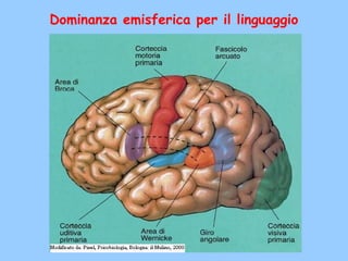 Dominanza emisferica per il linguaggio
 