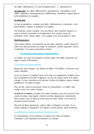 21
De cellules inflammatoires en cours de dégénérescence (++ polynucléaires).
Au 3ème jour: des cellules inflammatoires (polynucléaires, macrophages) et des
cellules réparatrices (mésenchymateuses indifférenciées, fibroblastes) migrent dans la
partie périphérique du coagulum.
Au 4ème jour:
Un tissu de granulation, contenant des cellules inflammatoires et réparatrices et des
préostéoblastes, remplace la périphérie du coagulum.
Une membrane externe constituée d’un tissu fibreux dense donnerait naissance au
nouveau périoste, responsable de la régénération de la corticale externe (la
reformation d’une corticale initiale, n’est complète qu’au bout de plusieurs mois).
Radiologiquement:
Cette cicatrice fibreuse est caractérisée par une image radioclaire, parfois séparée de
l’apex de la dent qui présente une image de cicatrisation normale (apposition osseuse
et reformation d’un espace desmodontal normale).
Cicatrisationcémentaire et ligamentaire:
Les cellules de ce type de cicatrisation ont pour origine des cellules précurseurs qui
migrent à partir du desmodonte
Cicatrisation au niveau dentinaire:
Directement après chirurgie, une adhésion de fibrine et de cellules est observée sur la
surface radiculaire.
Au fur et à mesure, le coagulum autour de la racine est complètement remplacé par un
tissu de granulation provenant du ligament, qui crée une capsule autour de la surface
réséquée. Ce tissu, caractérisé par la présence de fibres de collagène matures orientées
parallèlement à la surface réséquée.
Puis, une fine couche de néocément, bordée de cémentoblastes, est visibles dans
certaines zones de la surface réséquée.
Au bout de 4 semaines, la totalité de la surface radiculaire peut etre recouverte d’une
couche de cément, dans laquelle s’insèrent des fibres ligamentaires fonctionnelles.
Dans certaines zones, le dépot de cément peut etre moins évident, et des zones de
résorption peuvent subsister.
Plus tard, des fibres ligamentaires matures (fibres de Sharpey) vont relier l’os au
cément, indiquant la régénération d’un ligament alvéolo-dentaire apical fonctionnel.
Cicatrisation au niveau du matériau d’obturation à rétro:
Les caractéristiques de la cicatrisation en regard et au contact du matériau
d’obturation à rétro dépendent des propriétés de ce dernier:
 