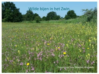 Wilde bijen in het Zwin.
Presentatie door Maarten Wielandts
 