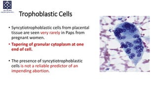 Trophoblastic Cells
• Syncytiotrophoblastic cells from placental
tissue are seen very rarely in Paps from
pregnant women.
• Tapering of granular cytoplasm at one
end of cell.
• The presence of syncytiotrophoblastic
cells is not a reliable predictor of an
impending abortion.
 