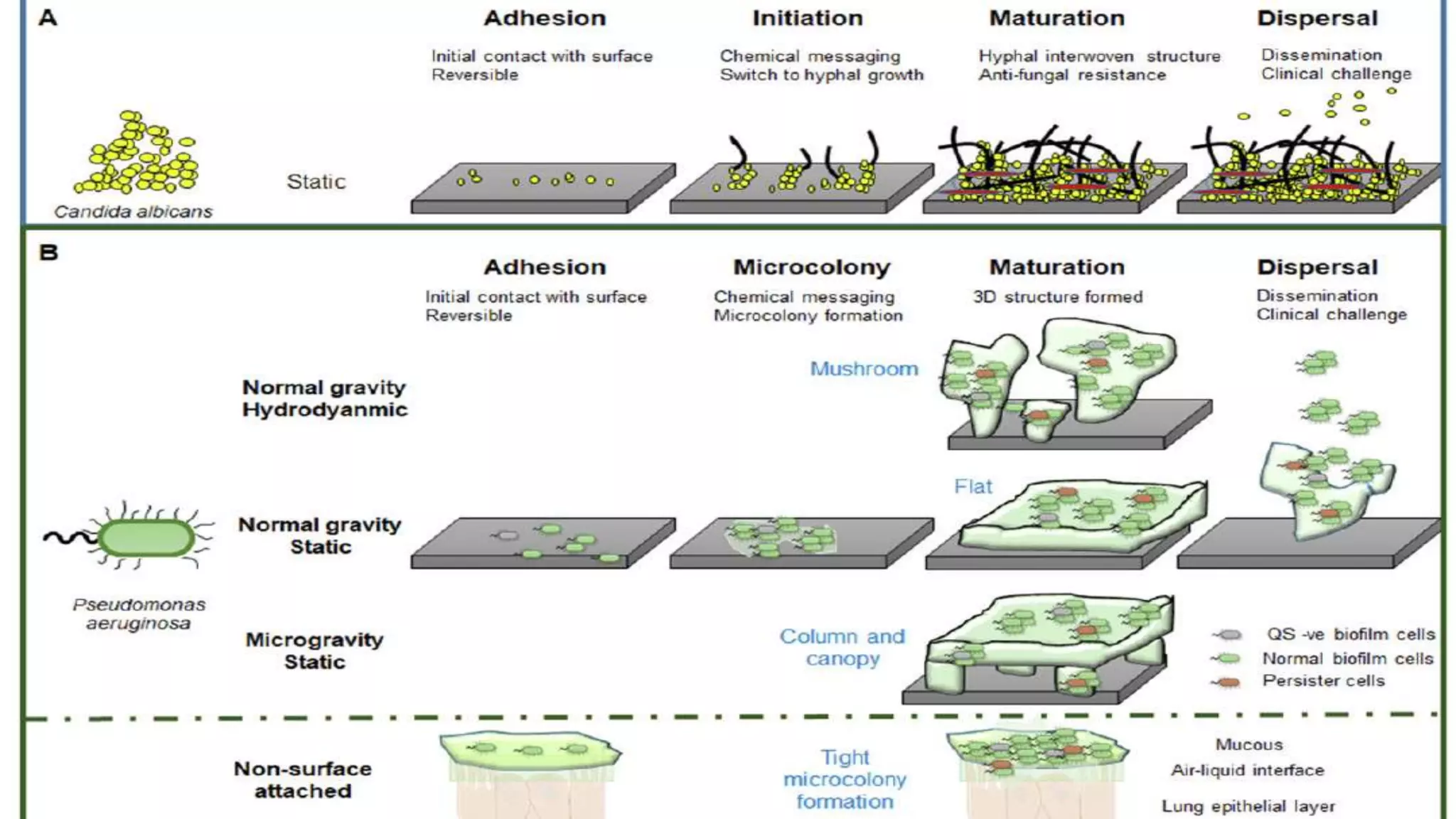 Antimicrobial resistance and Biofilm | PPTX