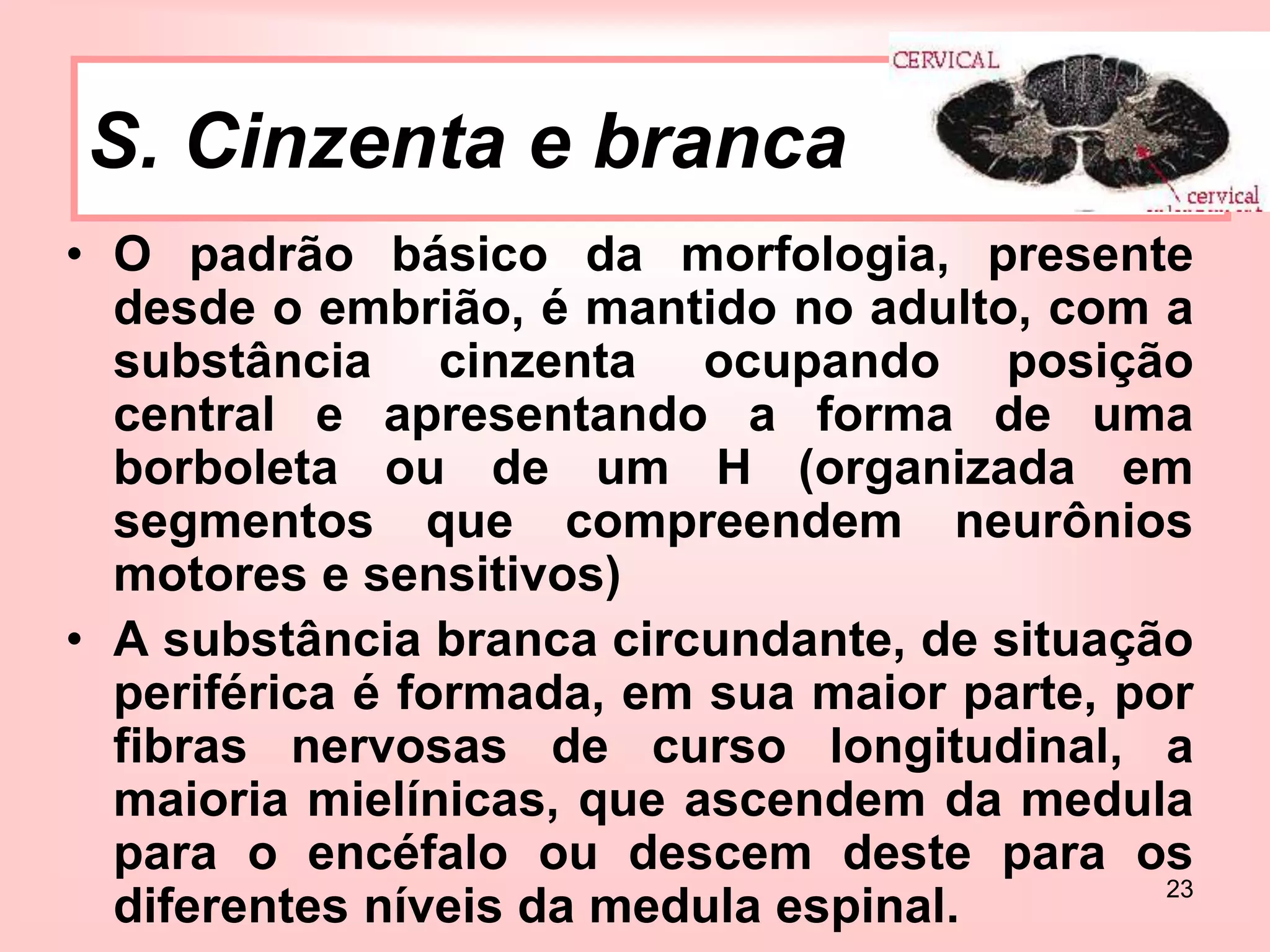 23
Subs cinzenta e branca
• O padrão básico da morfologia, presente
desde o embrião, é mantido no adulto, com a
substância cinzenta ocupando posição
central e apresentando a forma de uma
borboleta ou de um H (organizada em
segmentos que compreendem neurônios
motores e sensitivos)
• A substância branca circundante, de situação
periférica é formada, em sua maior parte, por
fibras nervosas de curso longitudinal, a
maioria mielínicas, que ascendem da medula
para o encéfalo ou descem deste para os
diferentes níveis da medula espinal.
S. Cinzenta e branca
 