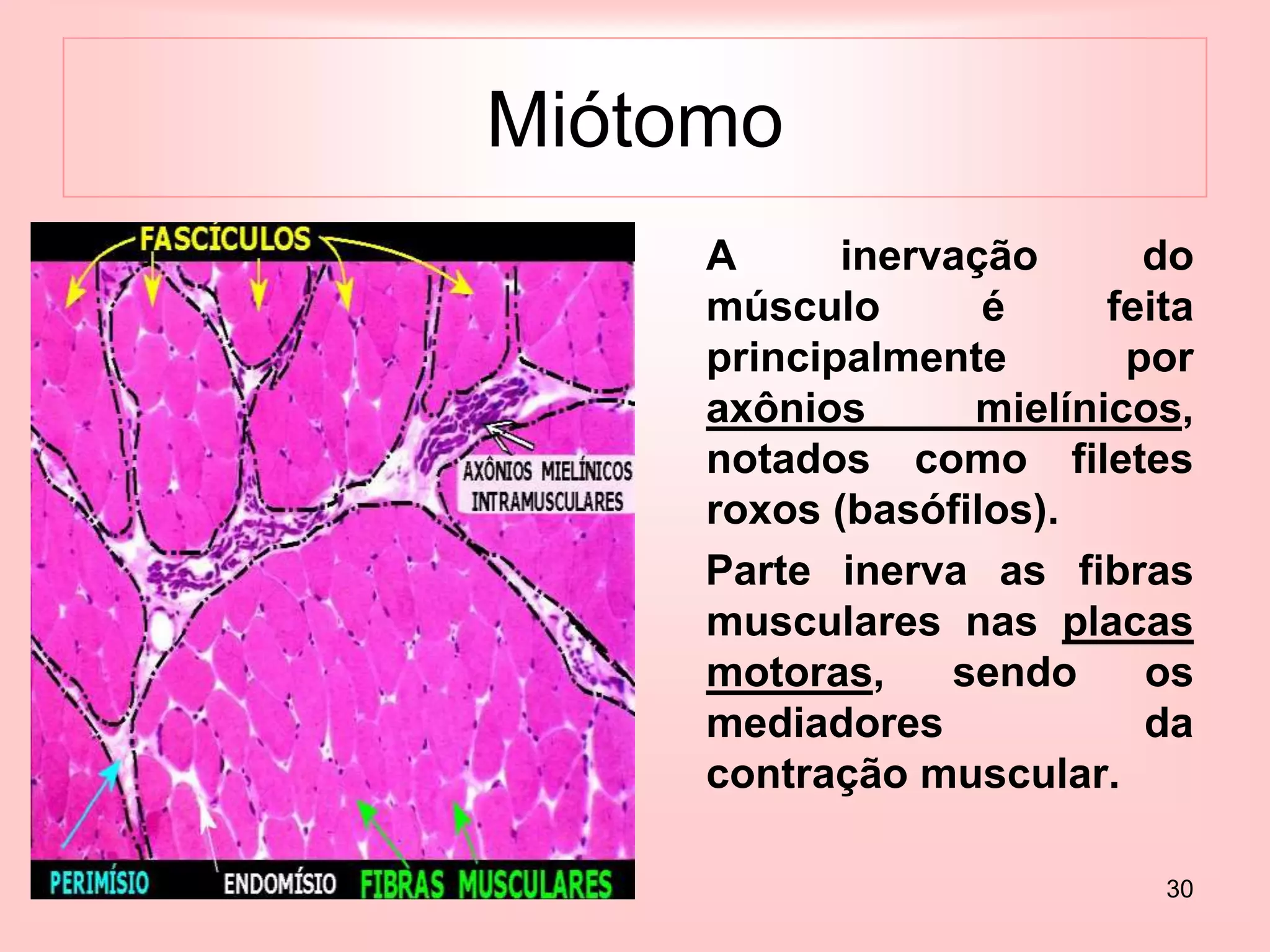 30
Miótomo
A inervação do
músculo é feita
principalmente por
axônios mielínicos,
notados como filetes
roxos (basófilos).
Parte inerva as fibras
musculares nas placas
motoras, sendo os
mediadores da
contração muscular.
 