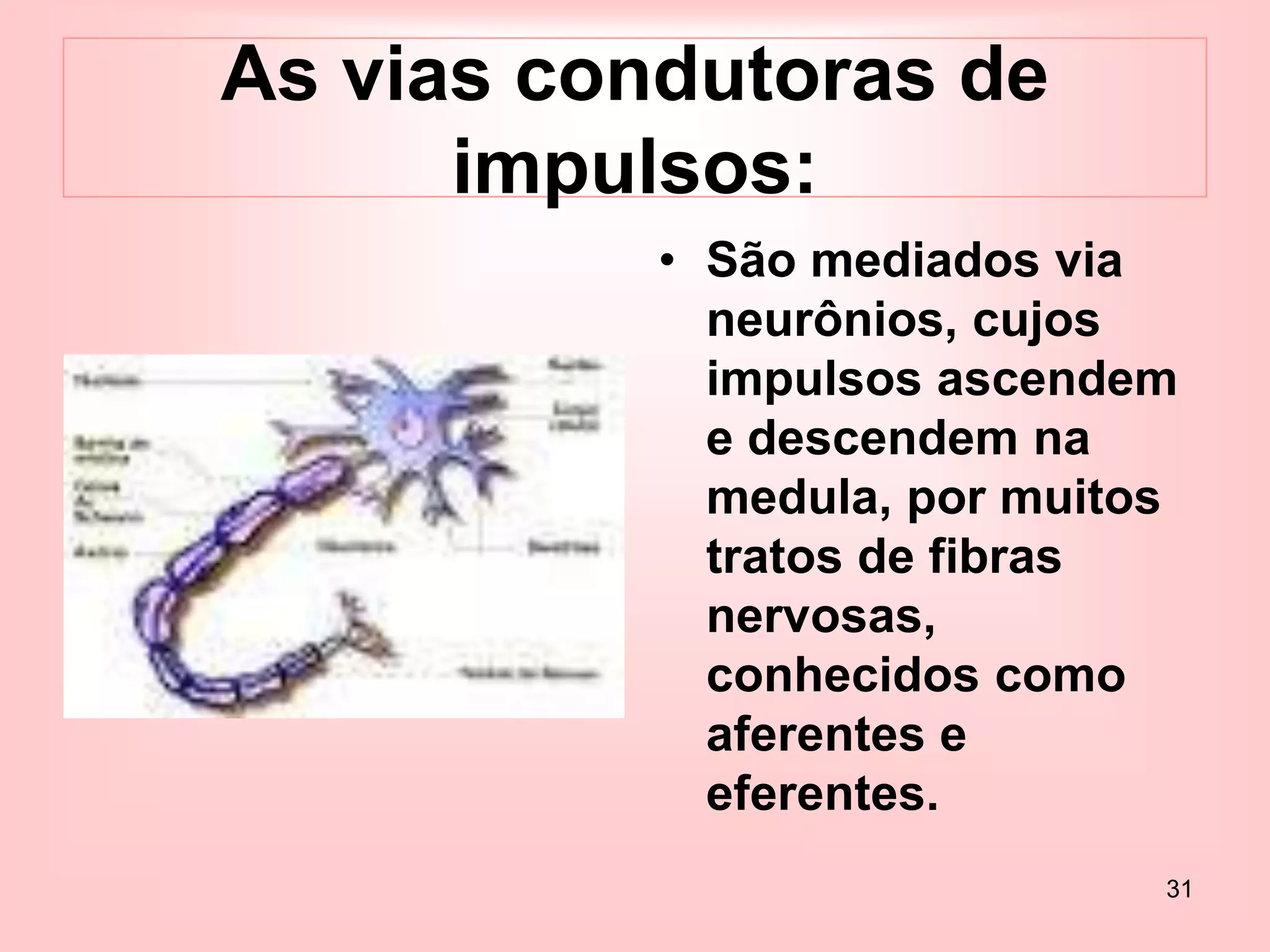 31
As vias condutoras de
impulsos:
• São mediados via
neurônios, cujos
impulsos ascendem
e descendem na
medula, por muitos
tratos de fibras
nervosas,
conhecidos como
aferentes e
eferentes.
 