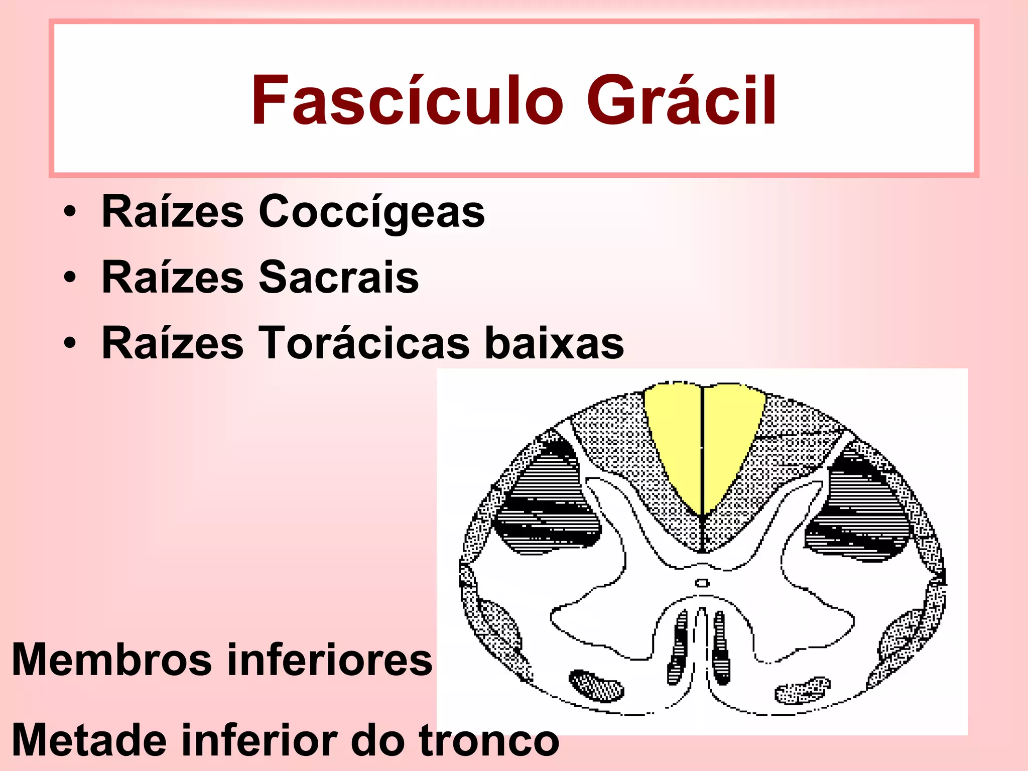 39
• Raízes Coccígeas
• Raízes Sacrais
• Raízes Torácicas baixas
Fascículo Grácil
Membros inferiores
Metade inferior do tronco
 