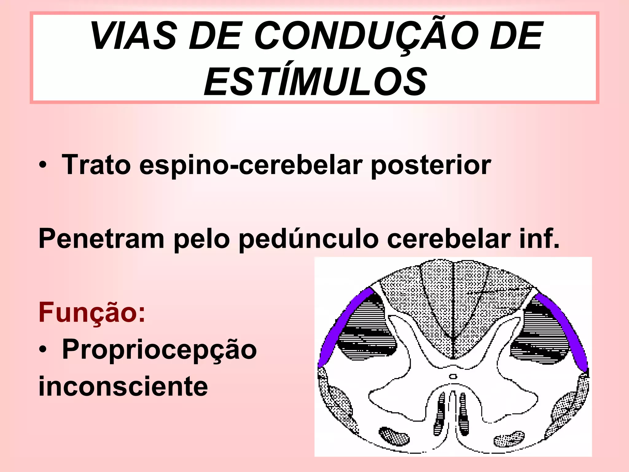 44
• Trato espino-cerebelar posterior
Penetram pelo pedúnculo cerebelar inf.
Função:
• Propriocepção
inconsciente
VIAS DE CONDUÇÃO DE
ESTÍMULOS
 