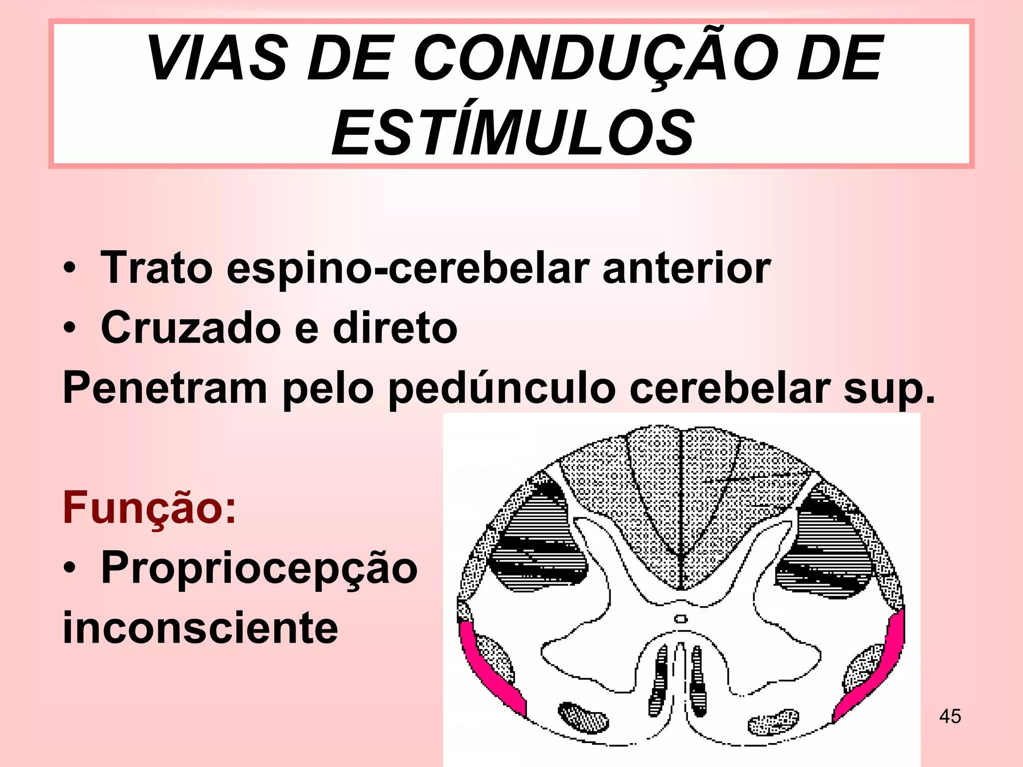 45
• Trato espino-cerebelar anterior
• Cruzado e direto
Penetram pelo pedúnculo cerebelar sup.
Função:
• Propriocepção
inconsciente
VIAS DE CONDUÇÃO DE
ESTÍMULOS
 