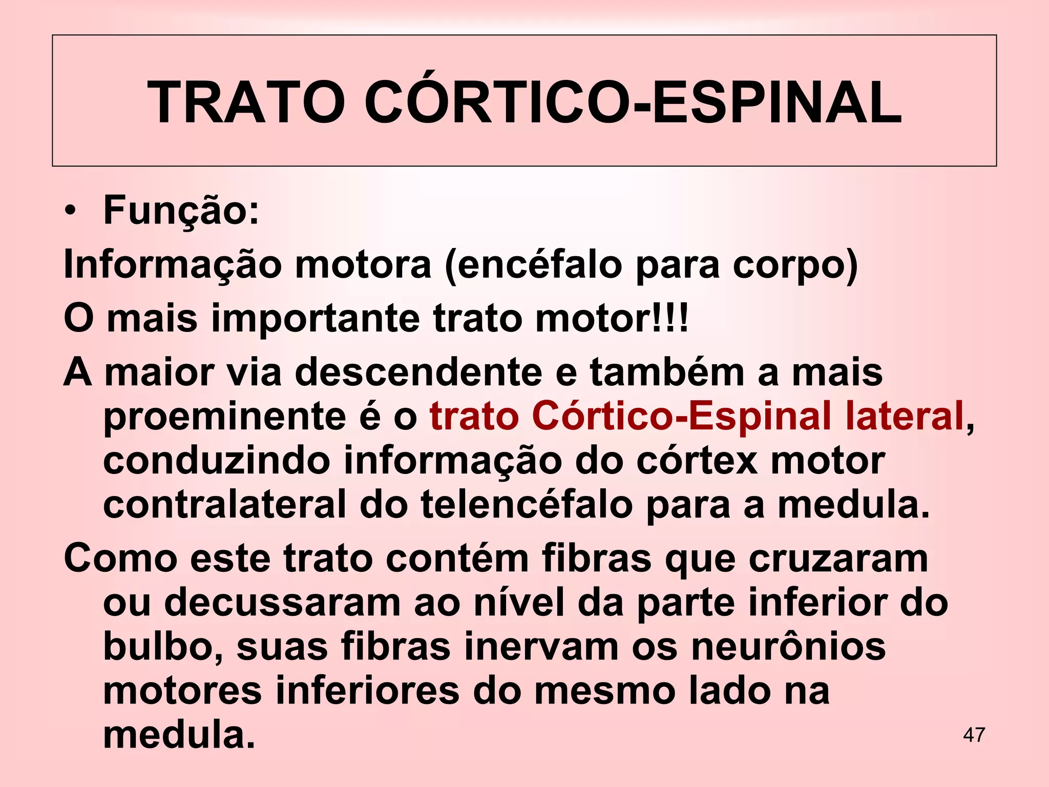 47
• Função:
Informação motora (encéfalo para corpo)
O mais importante trato motor!!!
A maior via descendente e também a mais
proeminente é o trato Córtico-Espinal lateral,
conduzindo informação do córtex motor
contralateral do telencéfalo para a medula.
Como este trato contém fibras que cruzaram
ou decussaram ao nível da parte inferior do
bulbo, suas fibras inervam os neurônios
motores inferiores do mesmo lado na
medula.
TRATO CÓRTICO-ESPINAL
 