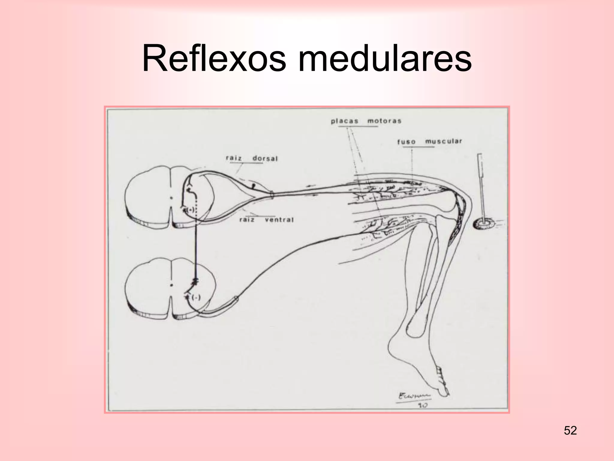 52
Reflexos medulares
 