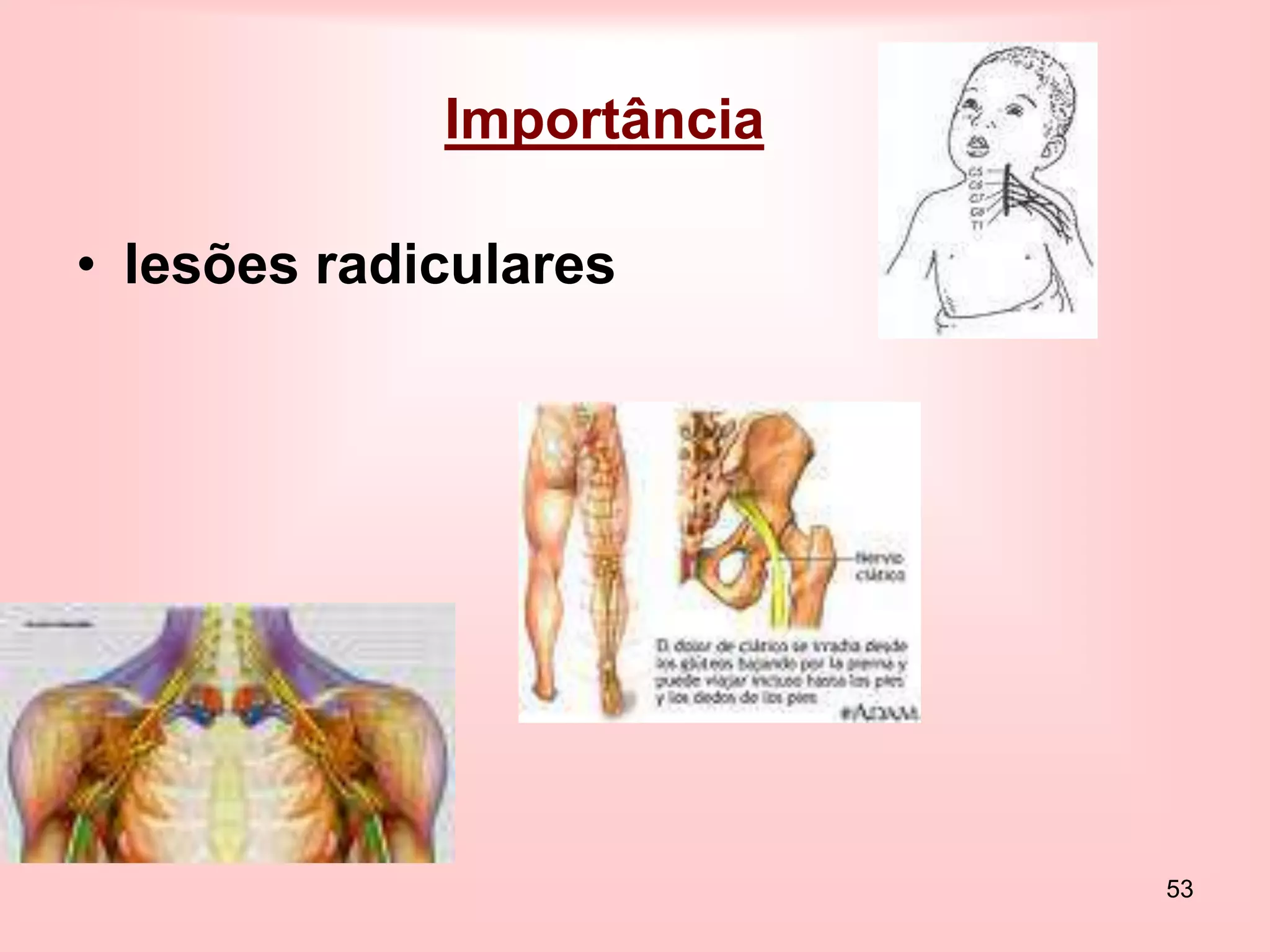53
Importância
• lesões radiculares
 