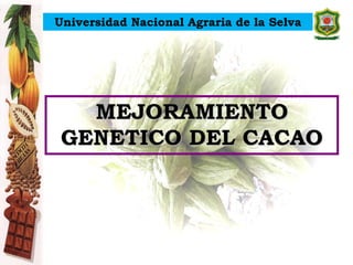 MEJORAMIENTO
GENETICO DEL CACAO
Universidad Nacional Agraria de la Selva
 