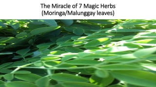 The Miracle of 7 Magic Herbs
(Moringa/Malunggay leaves)
 