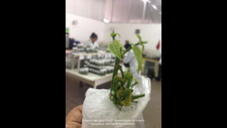 Proyecto 044-2014 FINCyT Domesticacion de Uncaria
tomentosa SANTOS JAIMES SERKOVIC
 