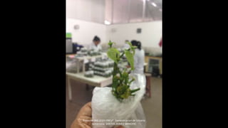 Proyecto 044-2014 FINCyT Domesticacion de Uncaria
tomentosa SANTOS JAIMES SERKOVIC
 