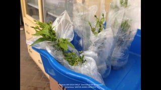 Proyecto 044-2014 FINCyT Domesticacion de Uncaria
tomentosa SANTOS JAIMES SERKOVIC
 