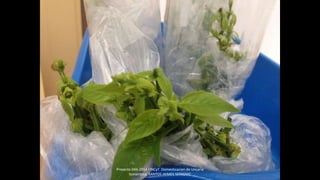Proyecto 044-2014 FINCyT Domesticacion de Uncaria
tomentosa SANTOS JAIMES SERKOVIC
 