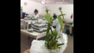 Proyecto 044-2014 FINCyT Domesticacion de Uncaria
tomentosa SANTOS JAIMES SERKOVIC
 