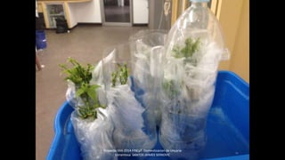 Proyecto 044-2014 FINCyT Domesticacion de Uncaria
tomentosa SANTOS JAIMES SERKOVIC
 