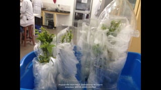 Proyecto 044-2014 FINCyT Domesticacion de Uncaria
tomentosa SANTOS JAIMES SERKOVIC
 