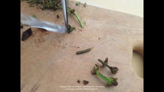 Proyecto 044-2014 FINCyT Domesticacion de Uncaria
tomentosa SANTOS JAIMES SERKOVIC
 