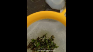 Proyecto 044-2014 FINCyT Domesticacion de Uncaria
tomentosa SANTOS JAIMES SERKOVIC
 