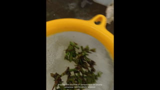 Proyecto 044-2014 FINCyT Domesticacion de Uncaria
tomentosa SANTOS JAIMES SERKOVIC
 