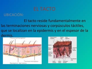 EL TACTO UBICACIÓN:   El tacto reside fundamentalmente en las terminaciones nerviosas y corpúsculos táctiles, que se localizan en la epidermis y en el espesor de la dermis. 