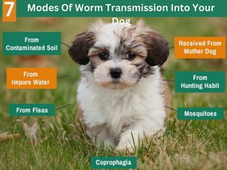 Modes Of Worm Transmission Into Your
Dog
7
 