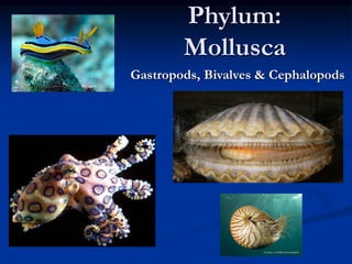 Phylum:
Mollusca
Gastropods, Bivalves & Cephalopods
 