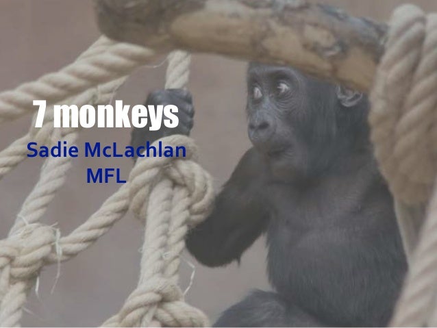 7 Monkeys 7 Monkeys