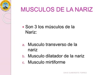 MUSCULOS DE LA NARIZ
 Son 3 los músculos de la
Nariz:
a. Musculo transverso de la
nariz
b. Musculo dilatador de la nariz
c. Musculo mirtiforme
DAVID SUMERENTE TORRES
 