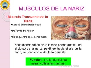 MUSCULOS DE LA NARIZ
Musculo Transverso de la
Nariz.
Nace insertándose en la lamina aponeurótica, en
el dorso de la nariz, se dirige hacia el ala de la
nariz, se unen con el del lado opuesto.
Función: tira la piel del ala
nasal y dilata las narinas.
Carece de inserción ósea.
De forma triangular.
Se encuentra en el dorso nasal
DAVID SUMERENTE TORRES
 