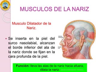 MUSCULOS DE LA NARIZ
Musculo Dilatador de la
Nariz.
 Se inserta en la piel del
surco nasolabial, alcanzan
el borde inferior del ala de
la nariz donde se fijan en la
cara profunda de la piel.
Función: lleva las alas de la nariz hacia afuera,
dilata la nariz. DAVID SUMERENTE TORRES
 