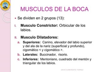 MUSCULOS DE LA BOCA
 Se dividen en 2 grupos (13):
I. Musculo Constrictor: Orbicular de los
labios.
II. Musculo Dilatadores:
a. Superiores: Canino, elevador del labio superior
y del ala de la nariz (superficial y profundo),
cigomático < y cigomático >.
b. Laterales: Buccinador, risorio.
c. Inferiores: Mentoniano, cuadrado del mentón y
triangular de los labios.
DAVID SUMERENTE TORRES
 