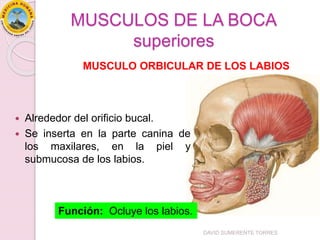 MUSCULOS DE LA BOCA
superiores
 Alrededor del orificio bucal.
 Se inserta en la parte canina de
los maxilares, en la piel y
submucosa de los labios.
Función: Ocluye los labios.
MUSCULO ORBICULAR DE LOS LABIOS
DAVID SUMERENTE TORRES
 