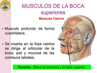 MUSCULOS DE LA BOCA
superiores
 Musculo profundo de forma
cuadrilátera.
 Se inserta en la fosa canina
se dirige al orbicular de la
boca, piel y mucosa de las
comisura labiales.
Función: Eleva la comisura y el labio superior.
Musculo Canino
DAVID SUMERENTE TORRES
 