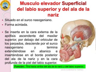 Situado en el surco nasogeniano.
 Forma acintada.
 Se inserta en la cara externa de la
apófisis ascendente del maxilar
superior, por debajo del orbicular de
los parpados, desciende por el surco
nasogeniano y termina
extendiéndose en abanico e
insertándose en el borde posterior
del ala de la nariz y en la cara
profunda de la piel del labio superior.
Función: Tira hacia arriba del ala de la nariz y del labio superior.
DAVID SUMERENTE TORRES
Musculo elevador Superficial
del labio superior y del ala de la
nariz
 