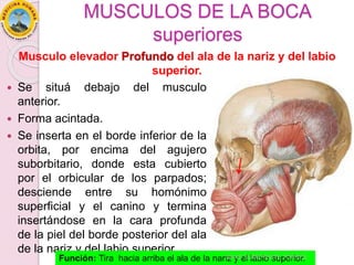 MUSCULOS DE LA BOCA
superiores
 Se situá debajo del musculo
anterior.
 Forma acintada.
 Se inserta en el borde inferior de la
orbita, por encima del agujero
suborbitario, donde esta cubierto
por el orbicular de los parpados;
desciende entre su homónimo
superficial y el canino y termina
insertándose en la cara profunda
de la piel del borde posterior del ala
de la nariz y del labio superior.
Función: Tira hacia arriba el ala de la nariz y el labio superior.
Musculo elevador Profundo del ala de la nariz y del labio
superior.
DAVID SUMERENTE TORRES
 