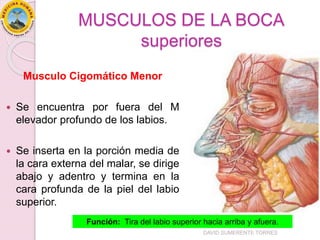 MUSCULOS DE LA BOCA
superiores
Musculo Cigomático Menor
 Se encuentra por fuera del M
elevador profundo de los labios.
 Se inserta en la porción media de
la cara externa del malar, se dirige
abajo y adentro y termina en la
cara profunda de la piel del labio
superior.
Función: Tira del labio superior hacia arriba y afuera.
DAVID SUMERENTE TORRES
 